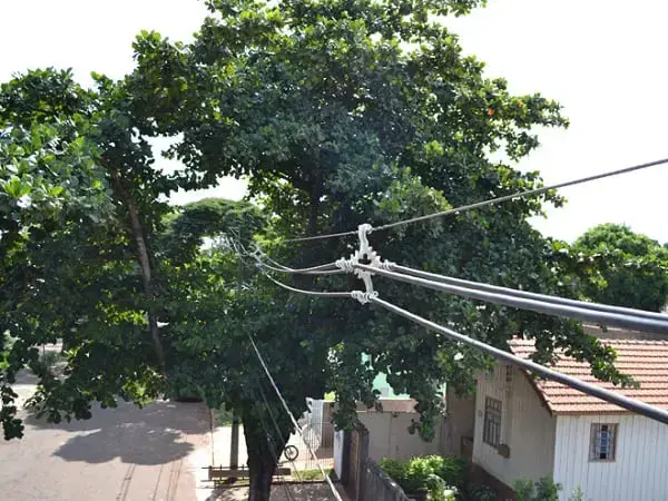 Arborização urbana: árvore presa na fiação