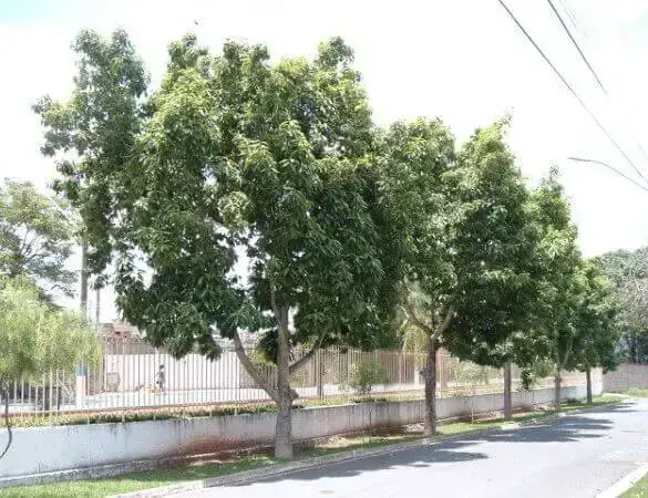 Arborização urbana: magnólia amarela