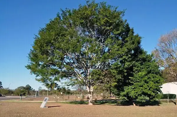 Arborização urbana: pau-ferro