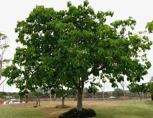 Arborização urbana: Guanhuma