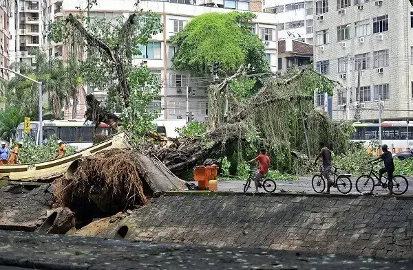 Arborização urbana: queda de árvore no Rio de Janeiro