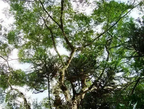 Árvores nativas: Sapuva