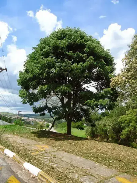 Árvores nativas: Jacarandá-paulista