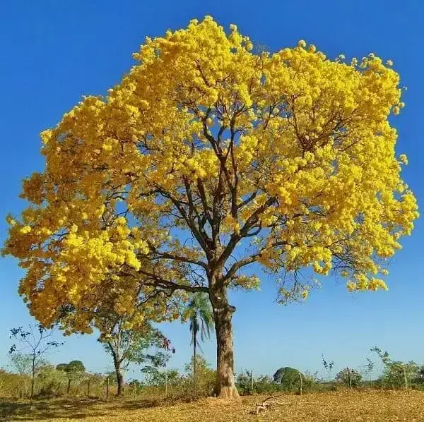 Árvores nativas: Ipê-amarelo