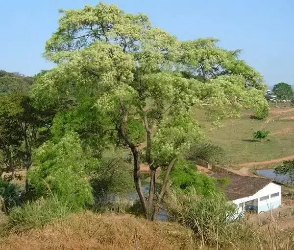 Árvores nativas: Angico Branco
