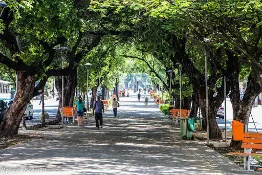 O que é ilhas de calor: arborização urbana (foto: Prefeitura Municipal de Teresina)