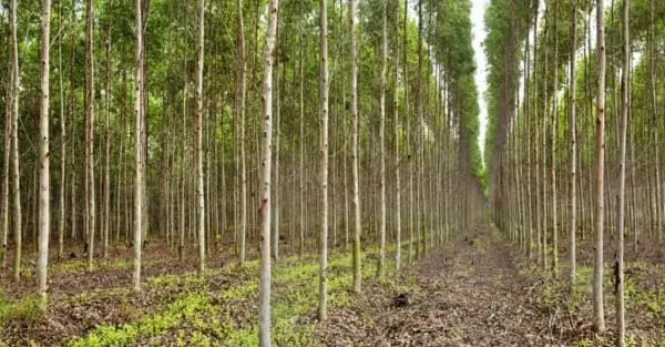 Madeira de reflorestamento ajuda a preservação ambiental (foto: Instituto Agro)