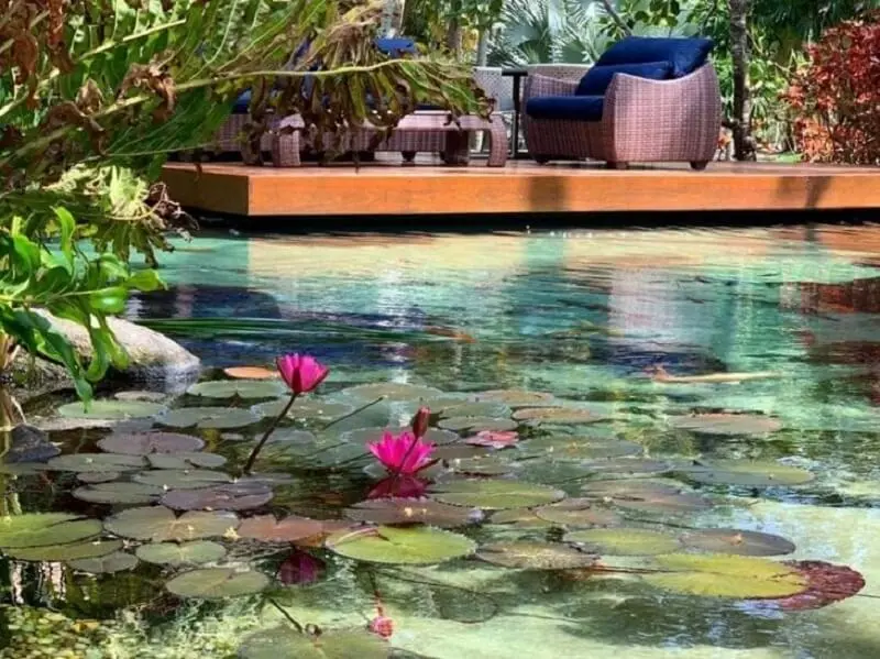 Flor de Lótus é uma das plantas que são cultivadas dentro da piscina biológica. Fonte: Genesis Ecossistemas