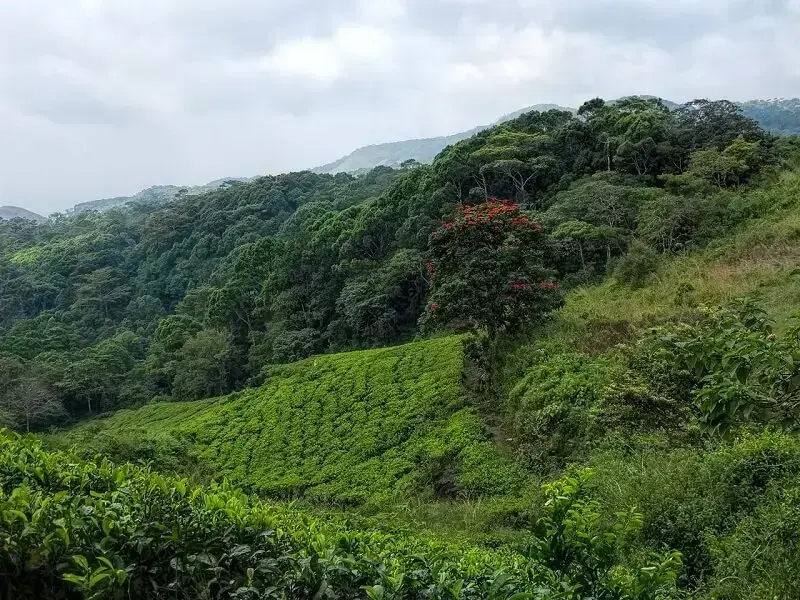 1. A Reserva Florestal Sinharaja abriga a última área viável de floresta tropical primária do país. (Fonte: StringFixer)
