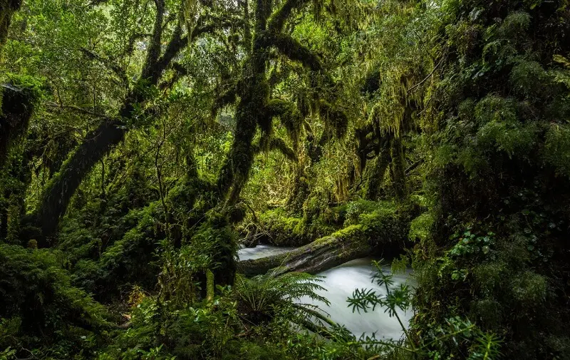 2. A maior floresta do mundo_em 9° lugar a Floresta Temperada Valdivian abriga uma rica diversidade de flora e fauna. (Fonte: Chile Travel)