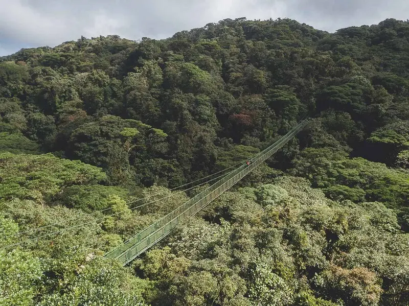 4. A maior floresta do mundo: em 7° lugar a Reserva Florestal Nublada de Monte Verde abriga samambaias gigantes. (Fonte: Em Algum Lugar do Mundo)