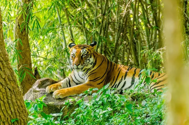 5. A maior floresta do mundo: em 6° lugar o Parque Nacional do Sundarbans abriga uma grande população de tigres bengala na região. (Fonte: Itinari)