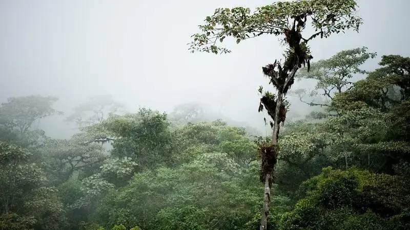 6. A maior floresta do mundo: a Floresta Nublada é um dos locais mais visitados para a observação. (Fonte: National Geographic)