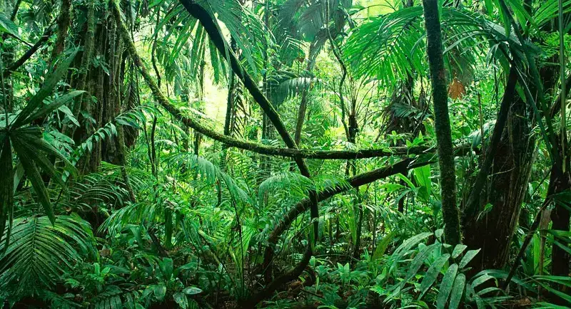 8. A Floresta do Congo abriga a segunda maior floresta tropical do mundo depois da Amazônia. (Fonte: Conhecimento Científico)