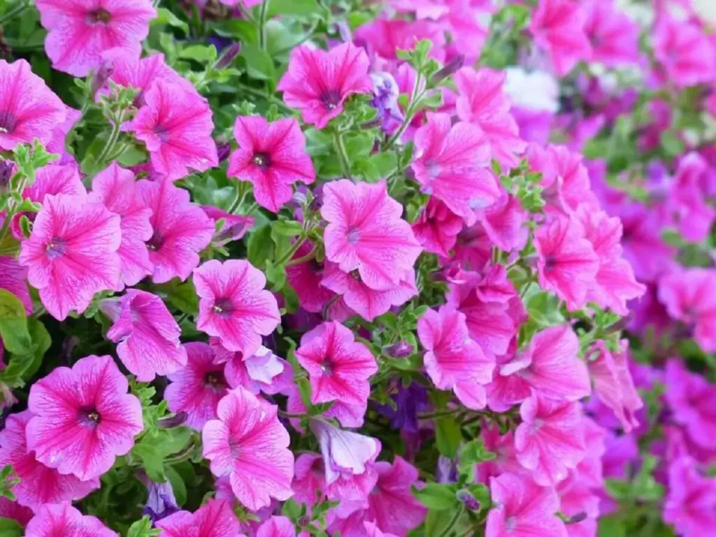 As petúnias fazem parte da lista de flores de verão. Fonte: Pixabay