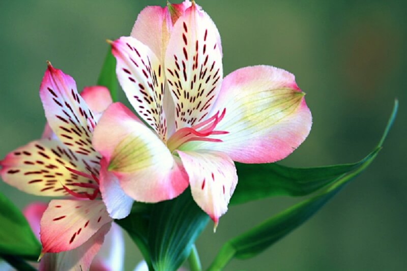 Flores de verão: as flores da astromélia se tornam perfeitas para compor lindos buquês