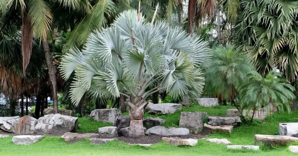 Conheça os diferentes tipos de palmeiras para jardim. Fonte: MF Magazine