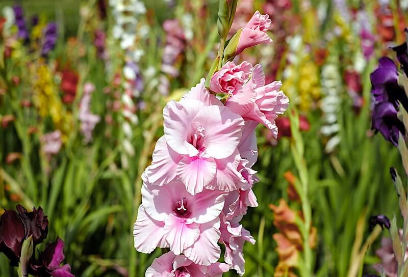 Flores de verão: o Gladíolo é conhecido popularmente como palma-de-santa-rita