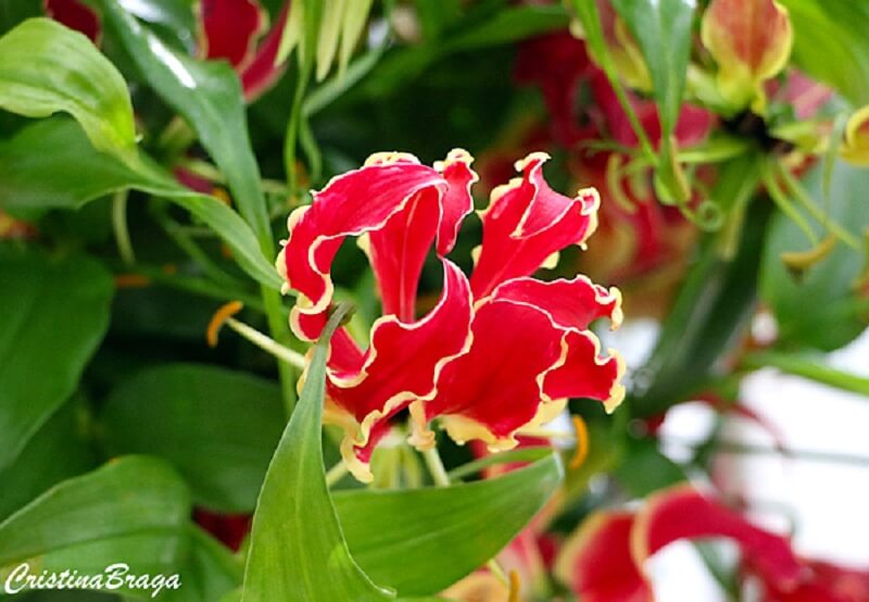Flores de verão: a flor Gloriosa também é conhecida como garras-de-tigre.