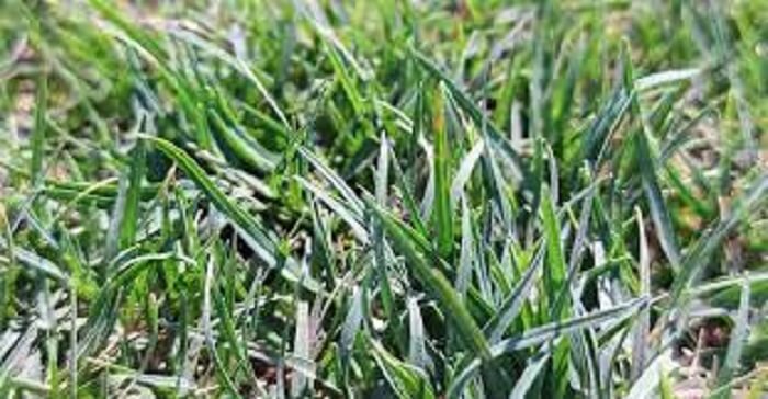 Tipos de grama para jardim: a grama Bermudas Tifway 419 auxilia na recuperação do solo degradado