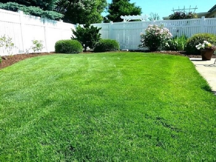 Tipos de grama para jardim: a Grama Esmeralda Imperial exige pouca manutenção e baixa frequência de podas