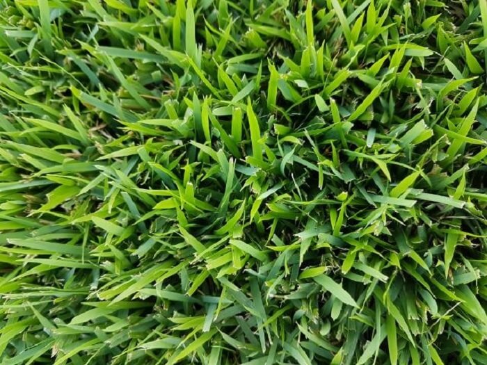  Tipos de grama para jardim: a grama esmeralda é um dos tipos de grama para jardim mais cultivado no Brasil