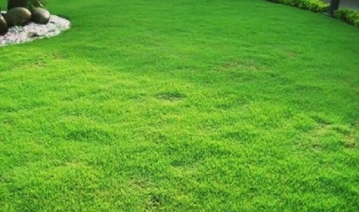 Tipos de grama para jardim: a Grama Coreana é também conhecida como grama veludo ou grama japonesa