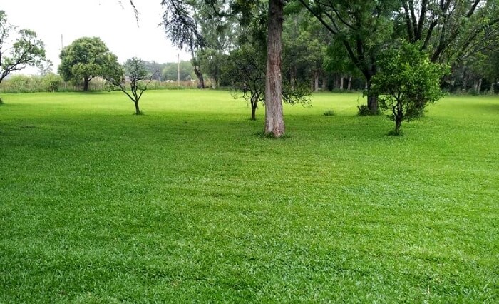 Tipos de grama para jardim: a Grama São Carlos é também conhecida como Grama Catarina ou Grama Tapete