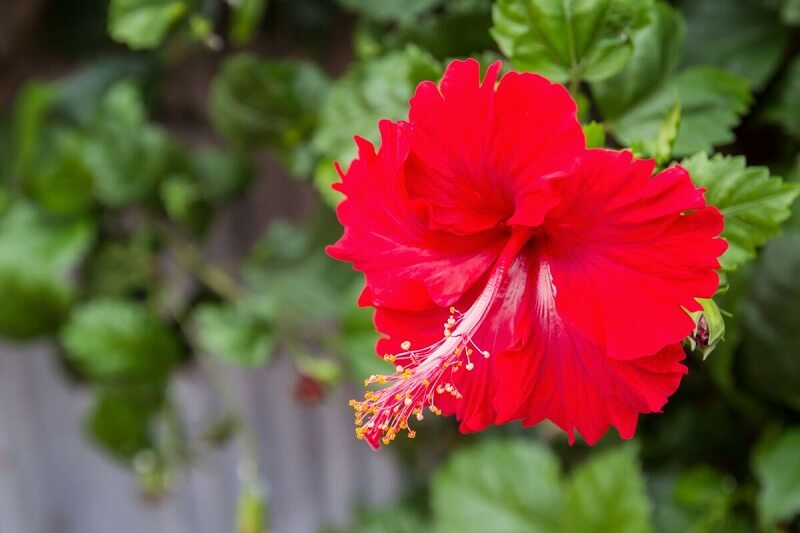 Flores de verão: o hibisco é a flor símbolo do Havaí