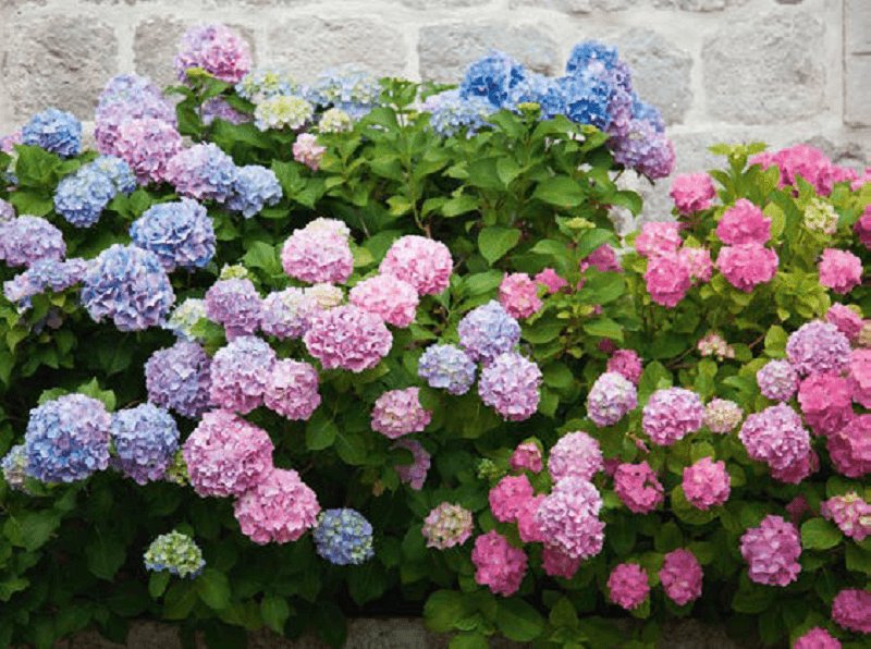 Flores de verão: as hortênsia estão associadas à prosperidade e abundância