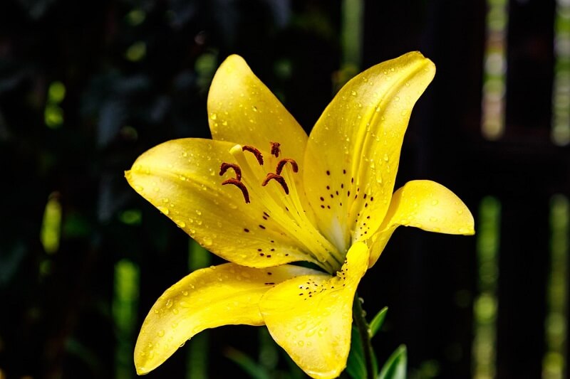 Flores de verão: O lírio-de-um-dia tem esse nome porque essa planta só floresce por um único dia.