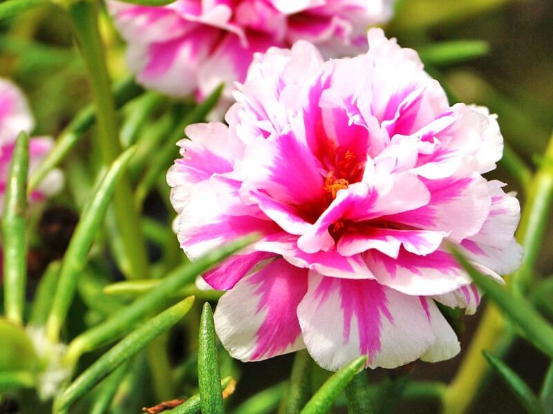 Flores de verão: a flor onze-horas é uma das raras plantas suculentas que tem ciclo de vida anual.
