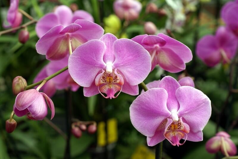 Flores de verão: existem mais de 35 mil tipos de orquídeas na natureza