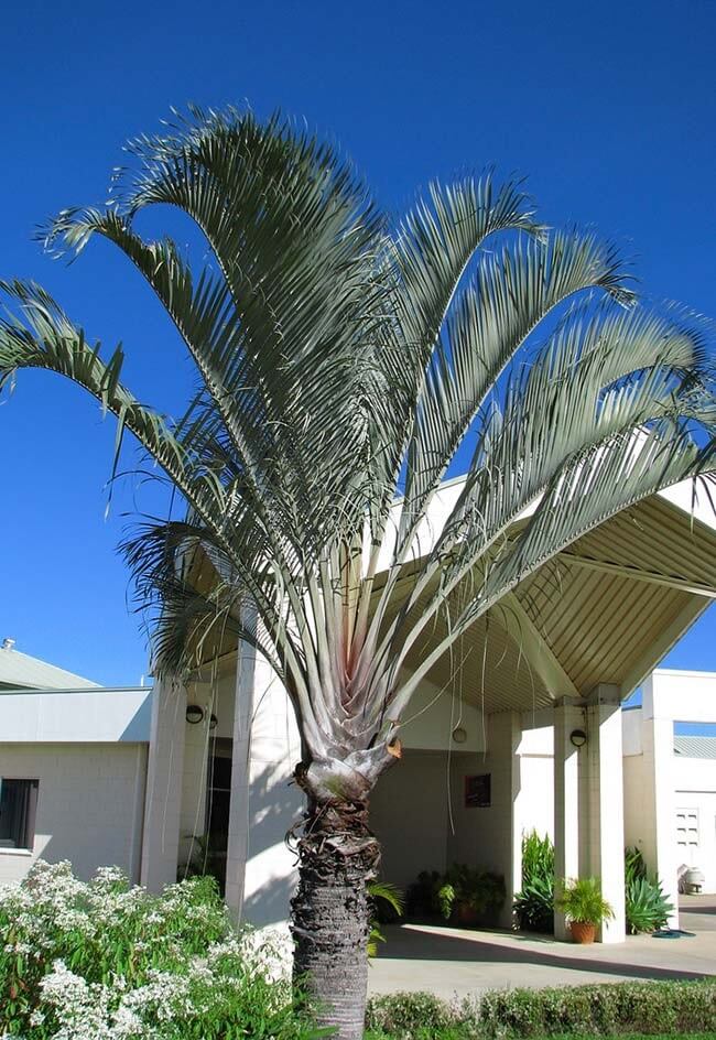 Palmeiras para jardim: a palmeira triangular é nativa da Ilha de Madagascar
