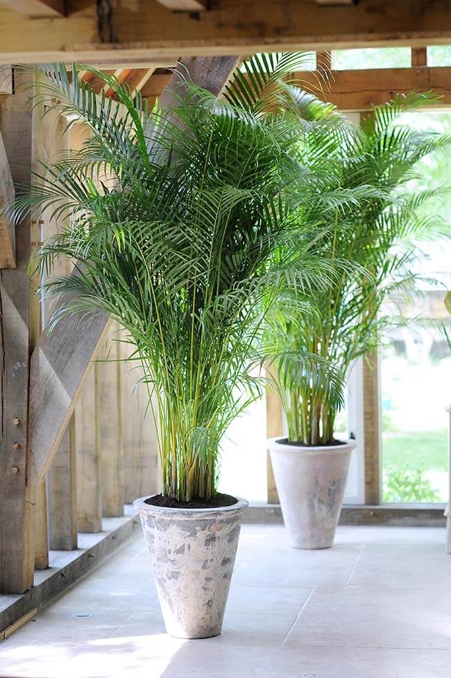 Palmeiras para jardim: a Palmeira Areca apresenta crescimento rápido e pode chegar até 3 metros de altura