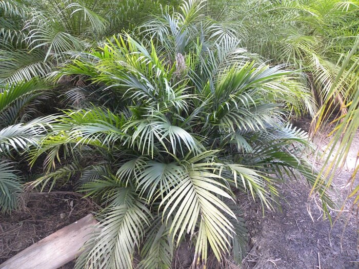 A Palmeira Cascata é um tipo de palmeira para jardim pequeno