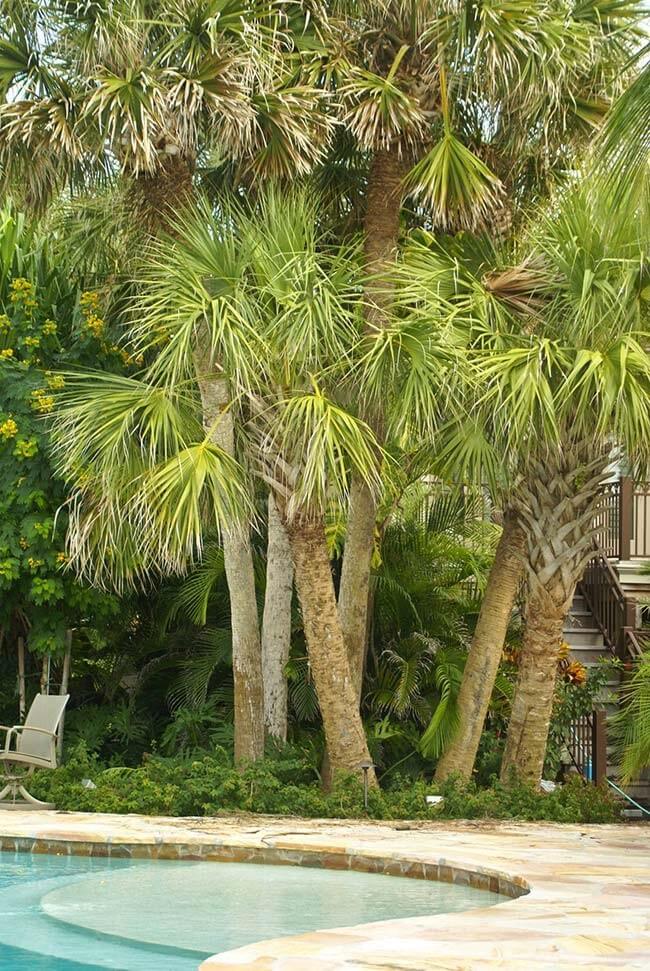 Palmeiras para jardim: Palmeira garrafa pode atingir até 6 metros de altura
