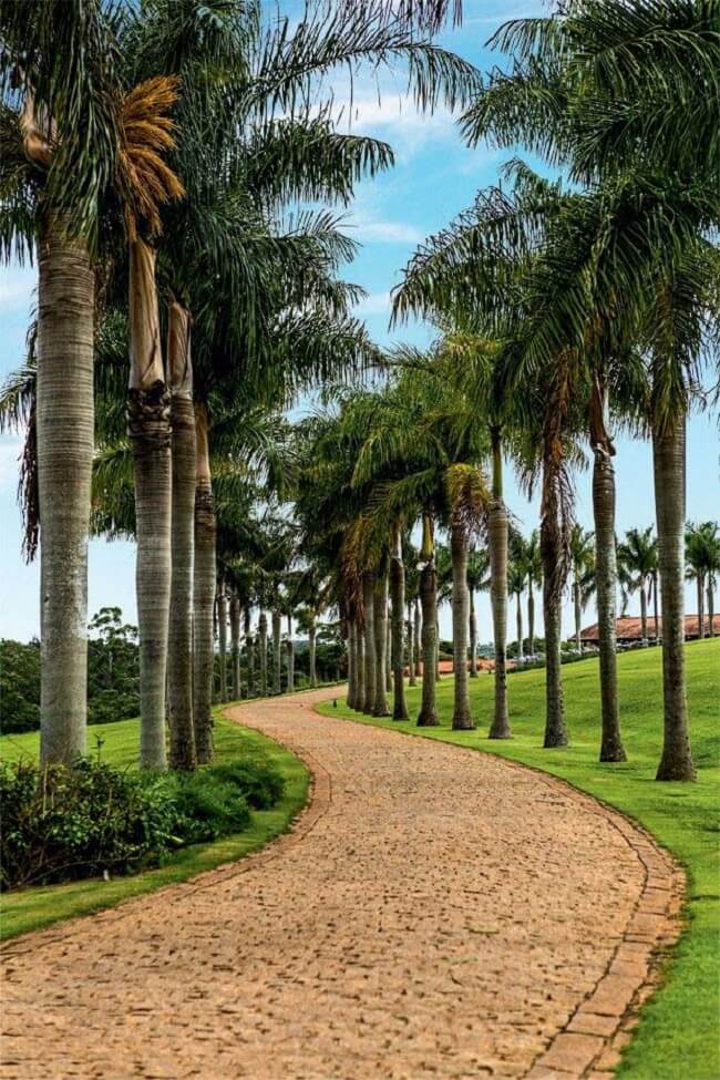 Palmeiras para jardim: a palmeira imperial pode atingir até 40 metros de altura