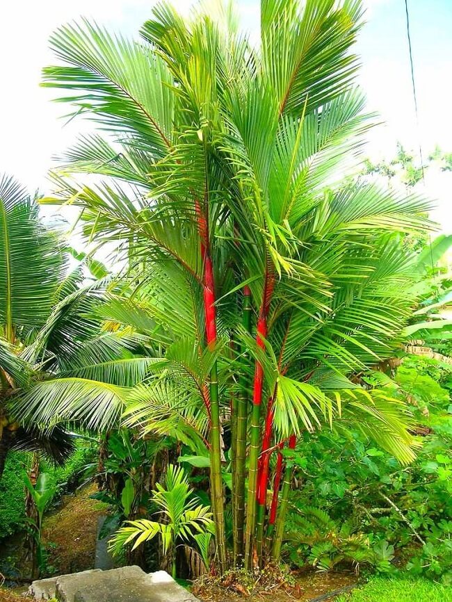A palmeira laca apresenta uma beleza única marcada pelo caule vermelho que se contrasta com suas folhas verdes