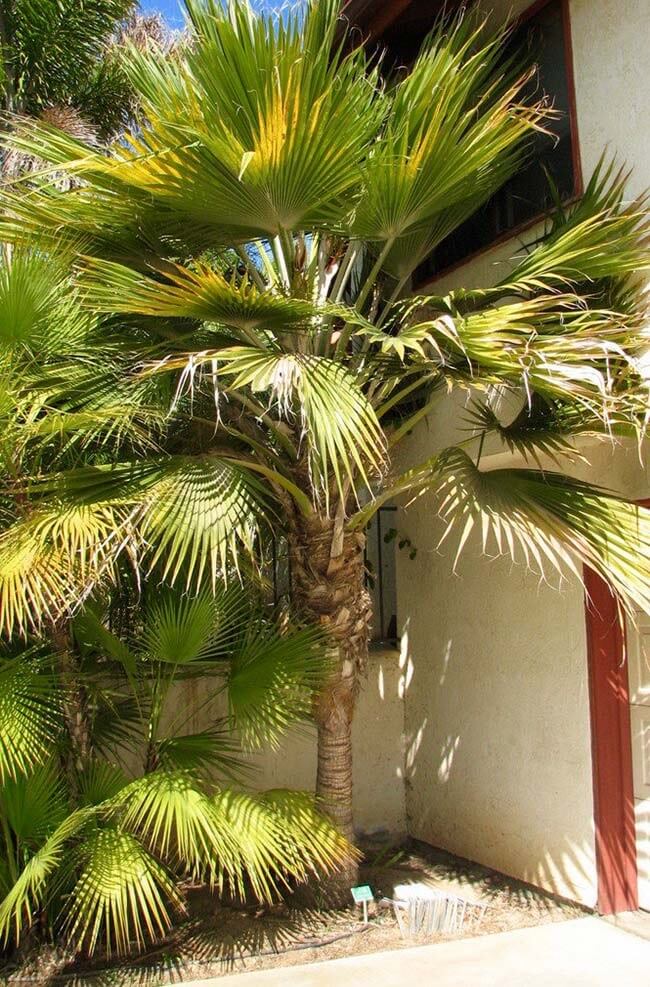 Tipos de palmeiras para jardim: a palmeira leque dificilmente passa dos 3 metros de altura