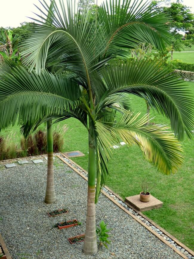 Tipos de palmeira para jardim: a palmeira real é originária da Austrália