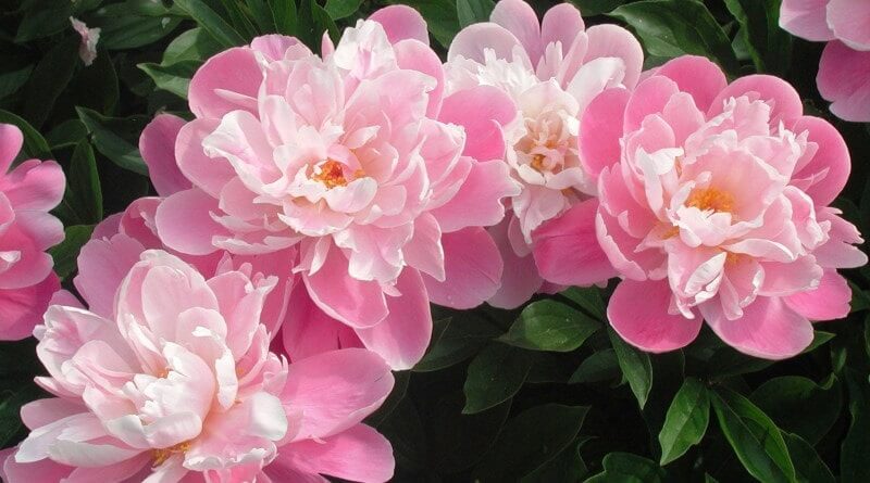 Flores de verão: a planta peônia significa prosperidade, riqueza e boa sorte