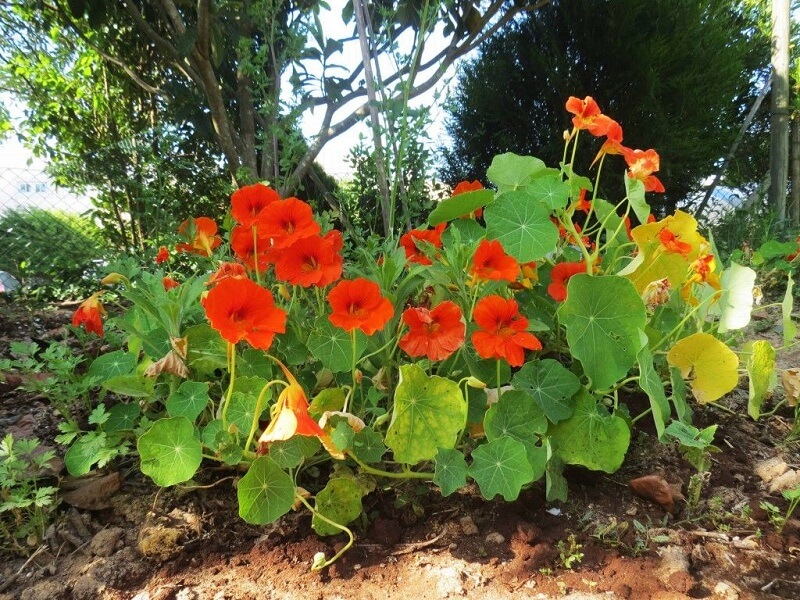 Flores de verão: a flor de chagas é também conhecida como capuchinha.
