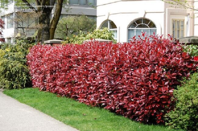 Arbustos para jardim: a Fotinia é um arbusto que pode atingir facilmente de 2 a 3 metros de altura