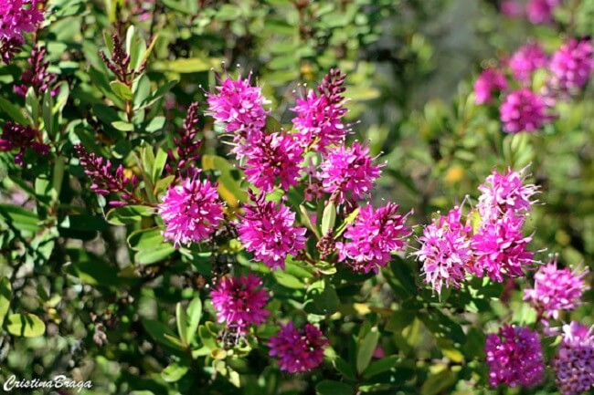 Arbustos com flores: o arbusto Hebe Speciosa possui flores nas cores roxa, branca, rósea ou azul