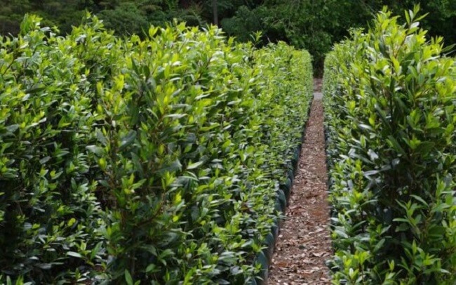 A propagação do arbusto loureiro pode ser feita por sementes ou por estaquia