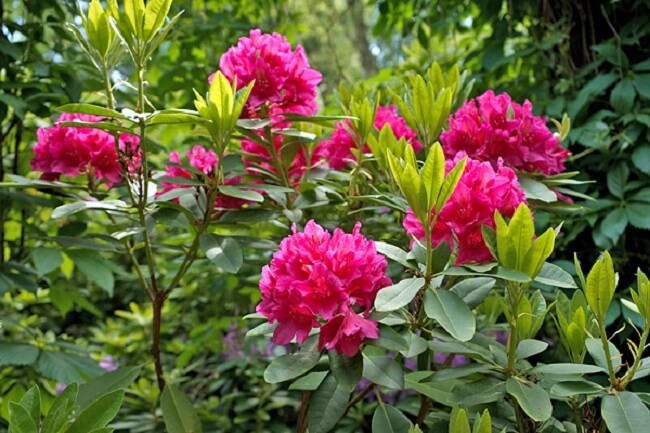 Plantas arbustivas: as flores do arbusto Rododendro aparecem na primavera