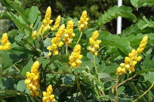 A vegetação arbustiva da Senna Alexandrina cresce rapidamente quando cultivada em clima quente ou tropical