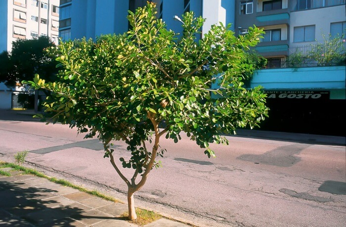 Árvores para calçada: a árvore Araça pode atingir de 3 a 6 metros de altura
