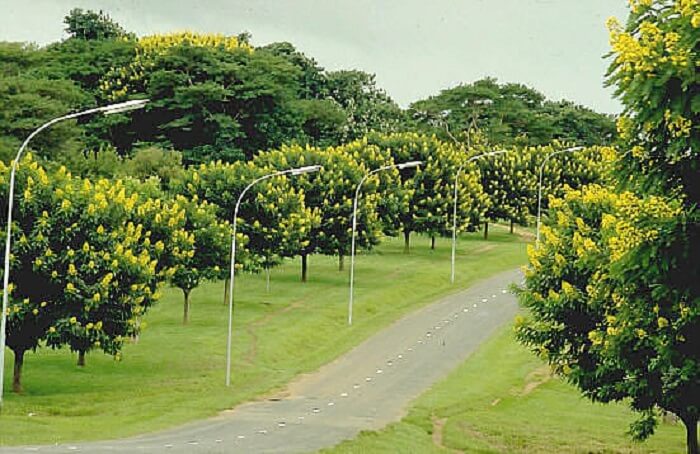 Árvores para calçada: a Cássia do Nordeste é formada por lindas flores amarelas
